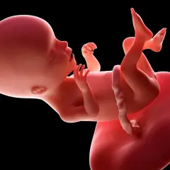 17. tydzień ciąży: Czwarty miesiąc! Odkryj sekrety rozwoju dziecka