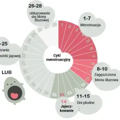 Kiedy owulacja w 30-dniowym cyklu? Precyzyjnie oblicz i poznaj!