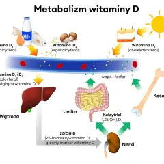 Witamina D za co odpowiada? Schemat pokazuje jej metabolizm: od słońca, mleka, ryb i grzybów, przez wątrobę i nerki, aż do kości, jelit i wchłaniania wapnia i fosforu.