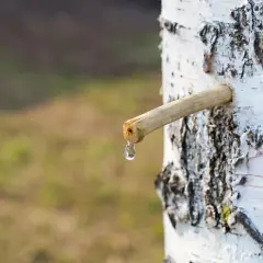Kropla cennego soku z brzozy spływa z drewnianego patyczka wbitego w pień.