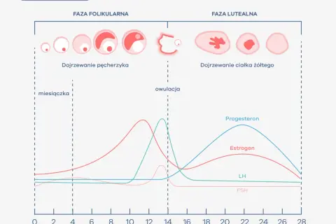 Ile powinna trwać miesiączka? Normy, sygnały i kiedy do lekarza