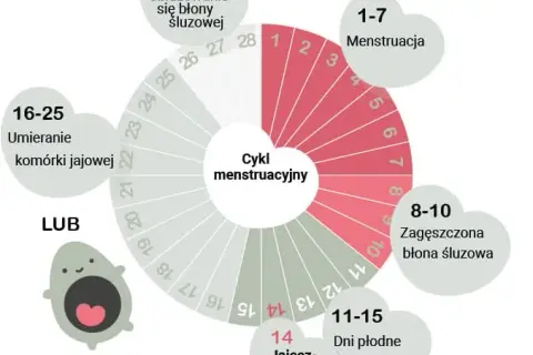 Kiedy owulacja w 30-dniowym cyklu? Precyzyjnie oblicz i poznaj!