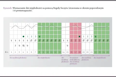 Owulacja po odstawieniu tabletek: Kiedy wróci? Rozpoznaj sygnały!