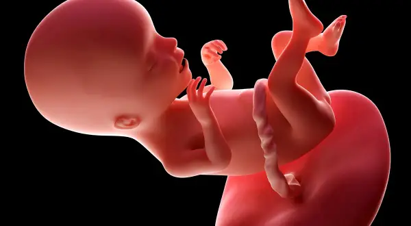 17. tydzień ciąży: Czwarty miesiąc! Odkryj sekrety rozwoju dziecka