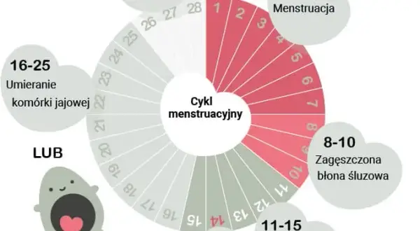 Kiedy owulacja w 30-dniowym cyklu? Precyzyjnie oblicz i poznaj!