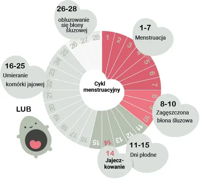 Kiedy owulacja w 30-dniowym cyklu? Precyzyjnie oblicz i poznaj!