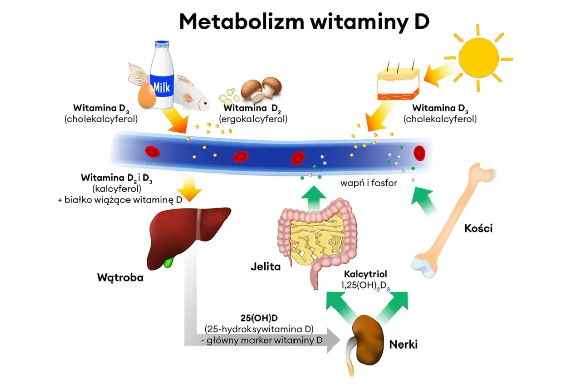 Witamina D za co odpowiada? Schemat pokazuje jej metabolizm: od słońca, mleka, ryb i grzybów, przez wątrobę i nerki, aż do kości, jelit i wchłaniania wapnia i fosforu.