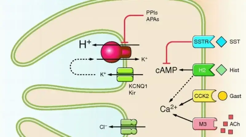 mechanizm działania inhibitorów pompy protonowej