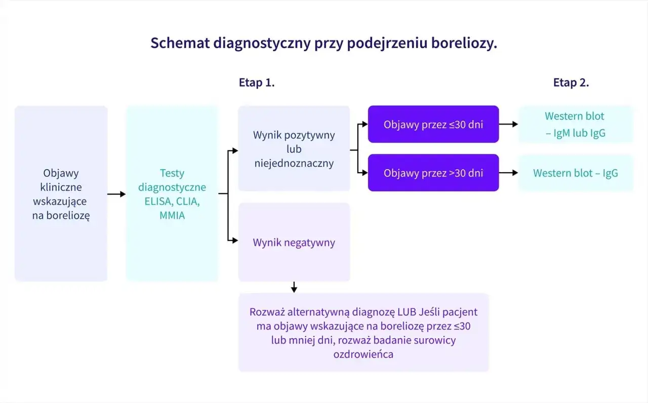 rodzaje testów na boreliozę schemat