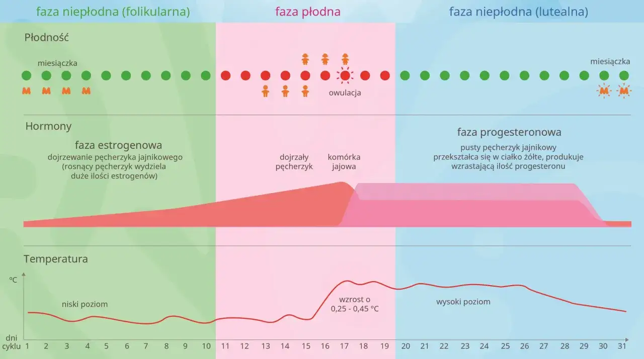 Wykres cyklu miesiączkowego z owulacją