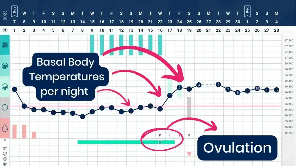objawy owulacji, śluz szyjkowy, wykres podstawowej temperatury ciała