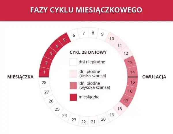 kobieta licząca cykl menstruacyjny, kalendarz dni płodnych