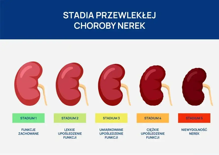 badania krwi nerki infografika