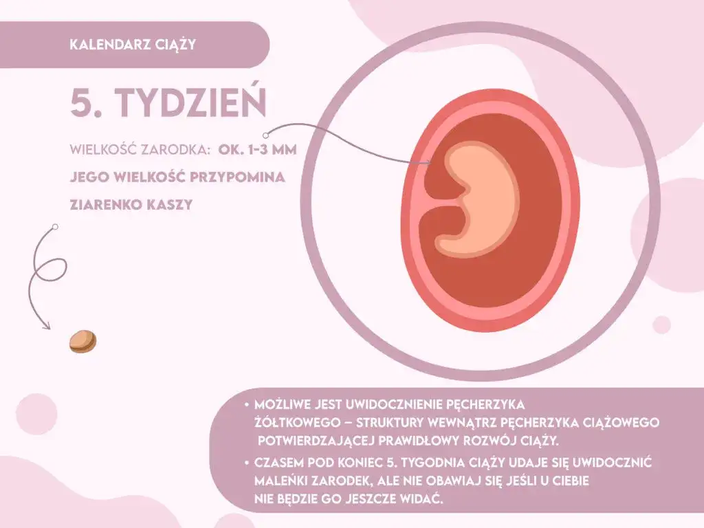 rozwój zarodka 5 tydzień cewa nerwowa