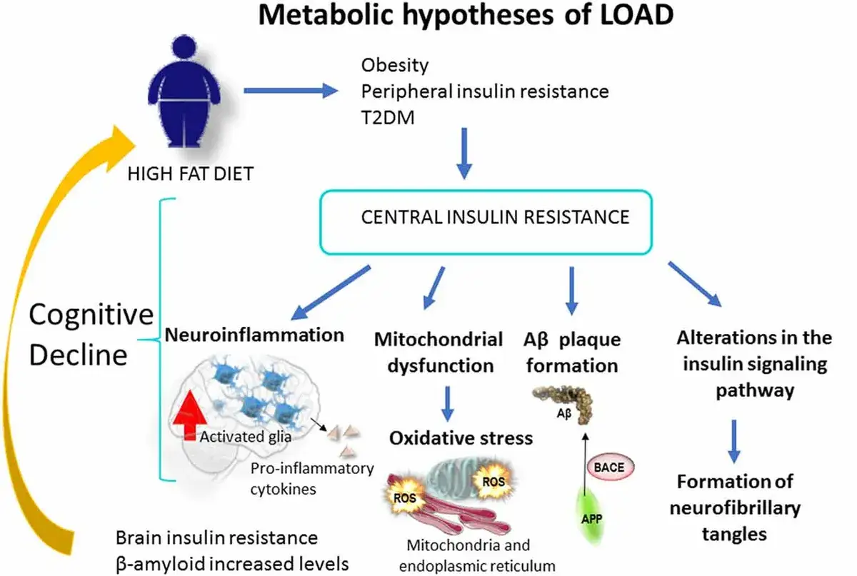 Schemat przedstawia hipotezy metaboliczne LOAD, w tym cukrzycę typu 3, prowadzącą do spadku funkcji poznawczych przez neuroinflamację i inne procesy.