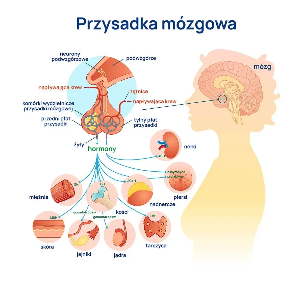 tarczyca i przysadka m&oacute;zgowa schemat