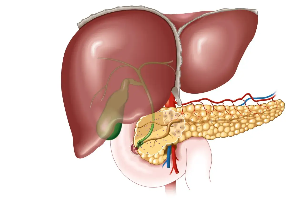 Wątroba anatomia i GGTP