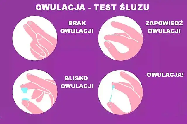 śluz płodny białko jaja kurzego porównanie